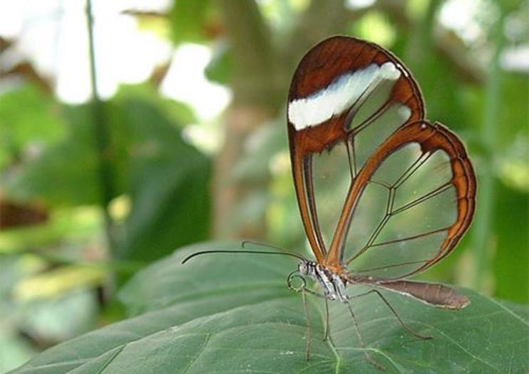 Butterfly World